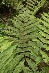 Cyathea colensoi