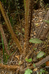 Cyathea colensoi