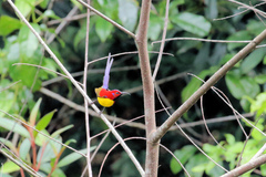 Aethopyga gouldiae