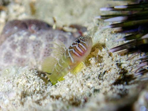 Priolepis semidoliata observed 2022-06-04