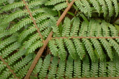 Cyathea colensoi