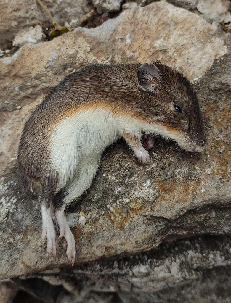 Mexican Spiny Pocket Mouse from 48554 Jal., México on June 27, 2023 at ...