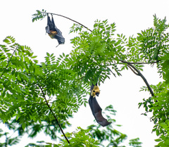 Pteropus seychellensis seychellensis