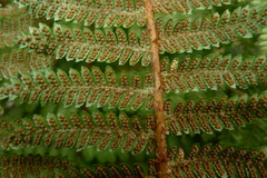 Cyathea colensoi