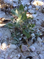 Atriplex pentandra