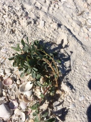Atriplex pentandra