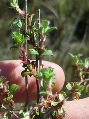 Cliffortia tricuspidata