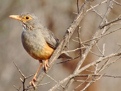 Turdus tephronotus
