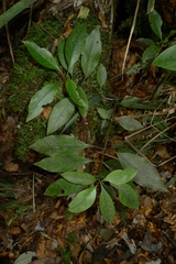 Coprosma tenuifolia