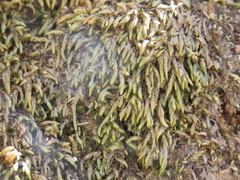 Scleropodium cespitans