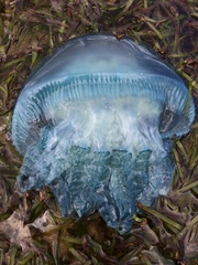 Catostylus
