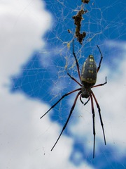 Trichonephila senegalensis