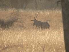 Oryx beisa callotis