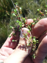 Cliffortia tricuspidata