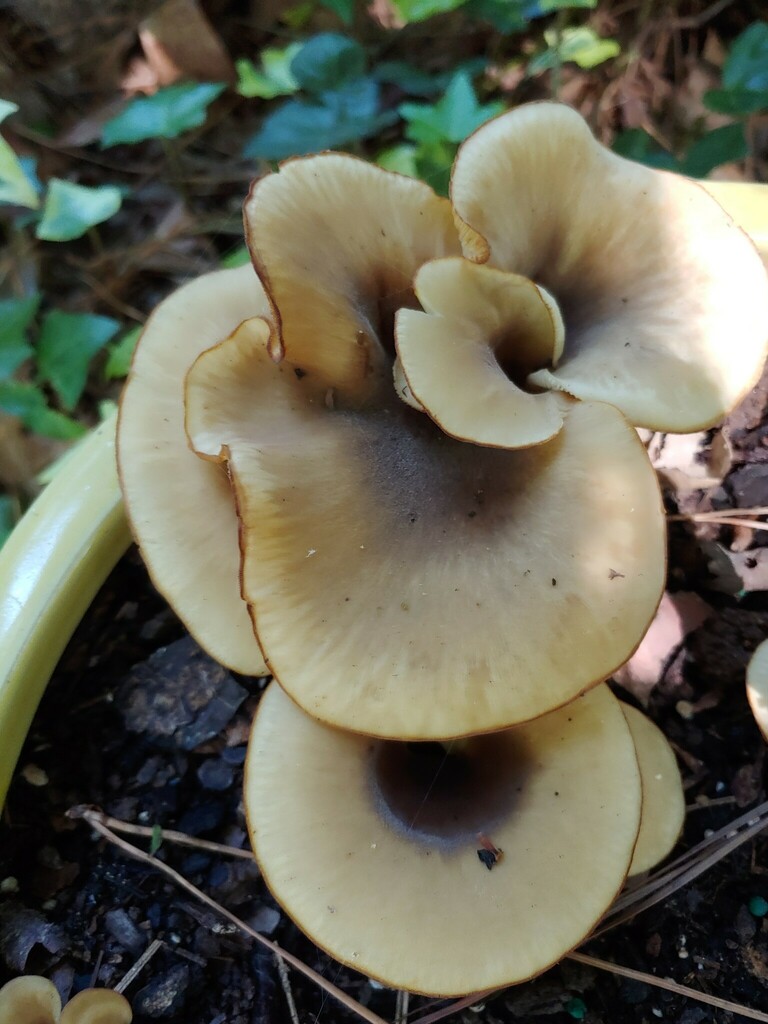 Shoehorn Oyster from Mountain Park, GA, USA on June 27, 2023 at 0338