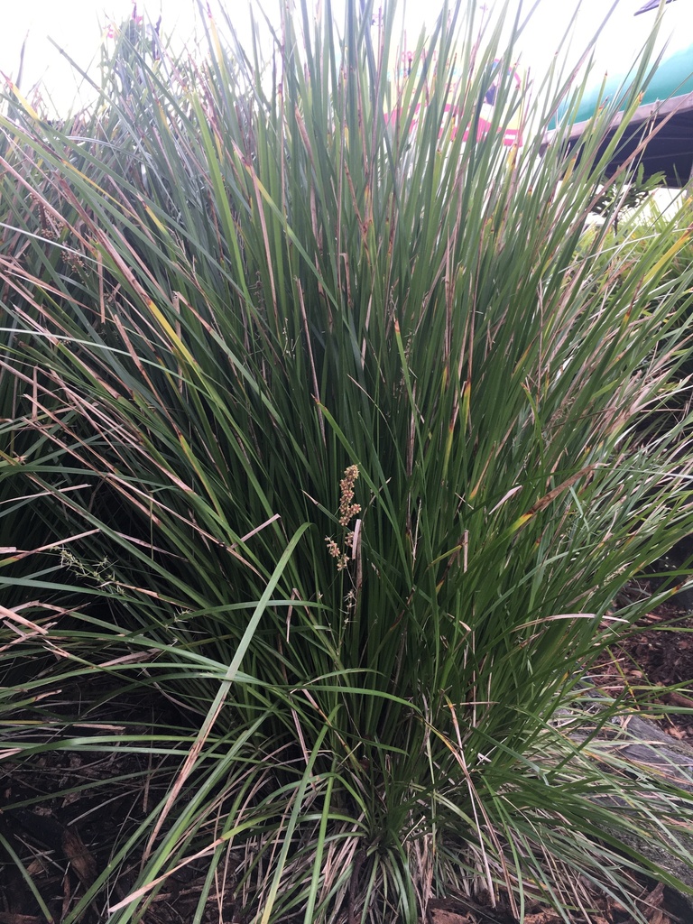 Carex virgata from Te Ika-a-Māui/North Island, Wellington, Wellington ...