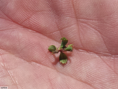 Cliffortia tricuspidata