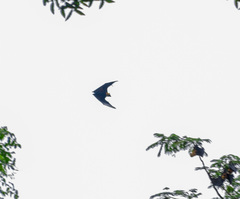 Pteropus seychellensis seychellensis