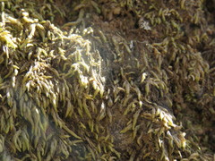 Scleropodium cespitans