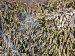 Scleropodium cespitans