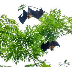 Pteropus seychellensis seychellensis