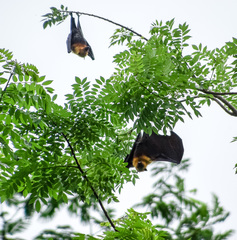 Pteropus seychellensis seychellensis