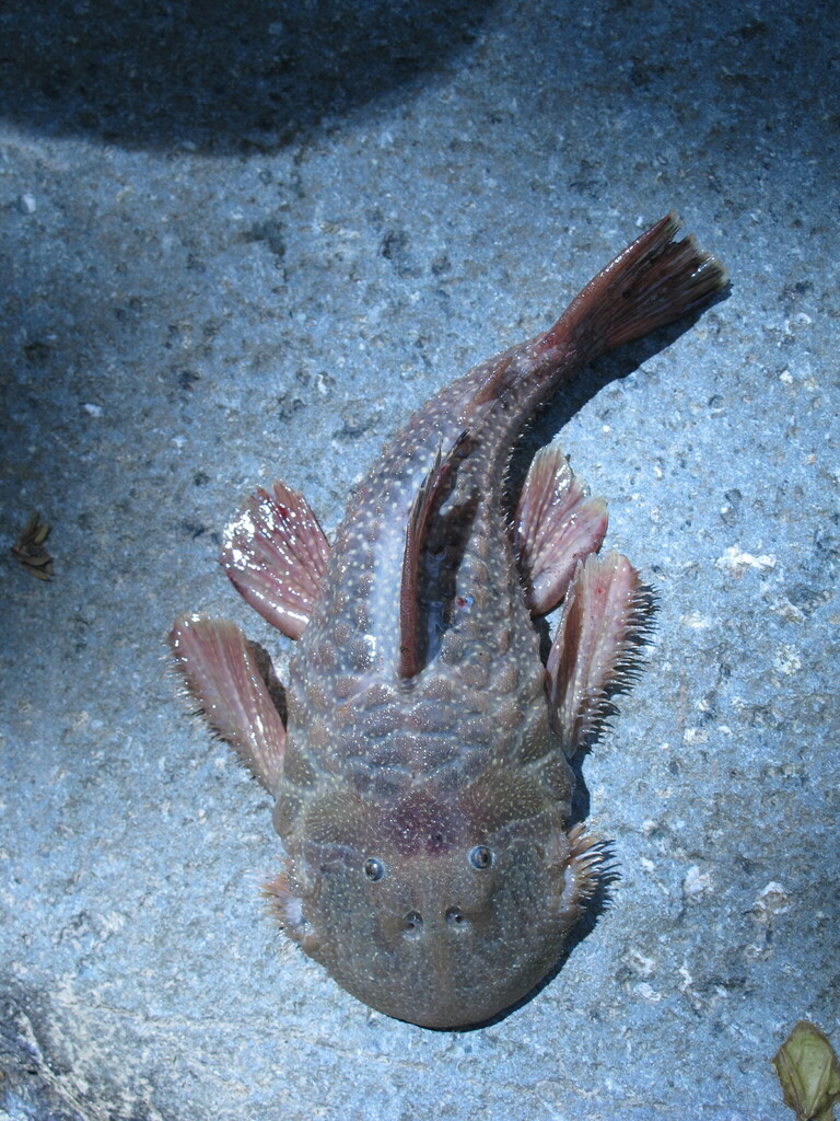 Andeancistrus