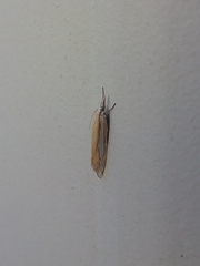 Crambus satrapellus
