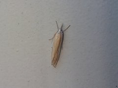 Crambus satrapellus