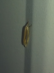 Crambus satrapellus