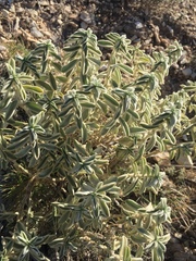 Mercurialis tomentosa