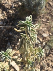 Mercurialis tomentosa