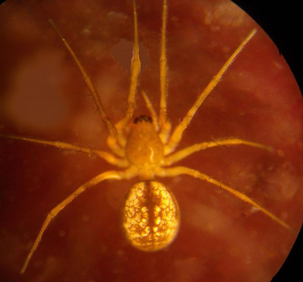 Agnyphantes