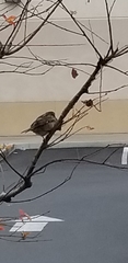 Passer domesticus