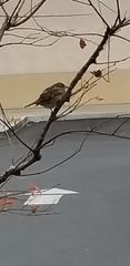 Passer domesticus