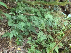 Parapolystichum microsorum pentangulare