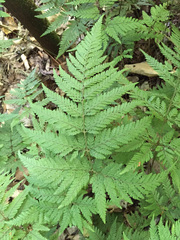 Parapolystichum microsorum pentangulare