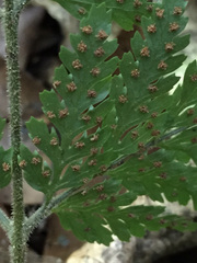 Parapolystichum microsorum pentangulare