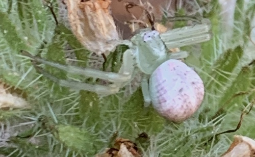 Colorado Mecaphesa