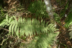 Leptopteris ×intermedia