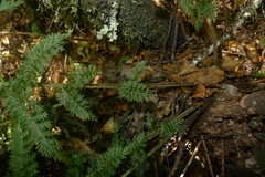 Leptopteris ×intermedia