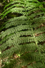 Leptopteris ×intermedia