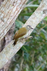 Colaptes auricularis