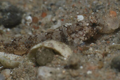 Anomolous Goby photo 2