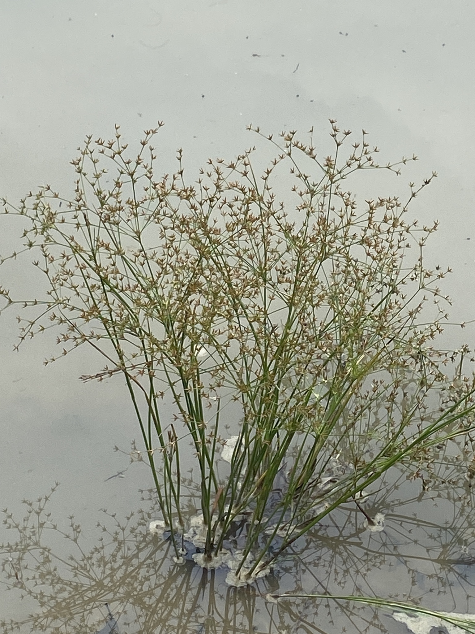 Juncus diffusissimus