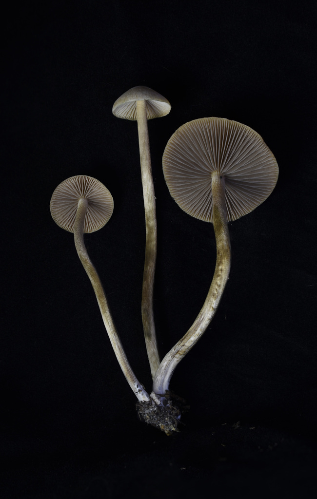 Psilocybe tampanensis