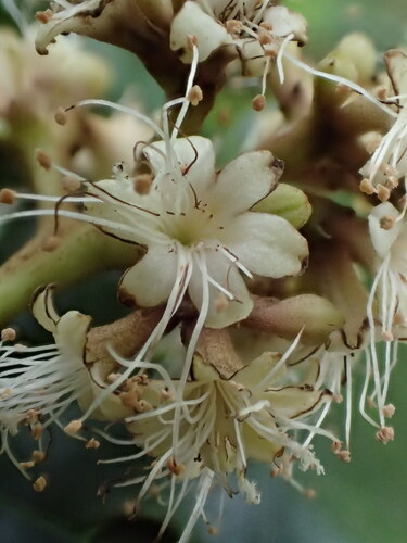 Pisonia sandwicensis observed 2018-10-12