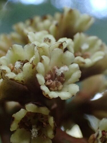 Pisonia sandwicensis observed 2020-11-04