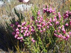 Erica tegulifolia