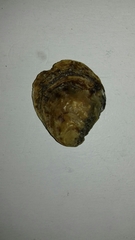 Ostrea edulis